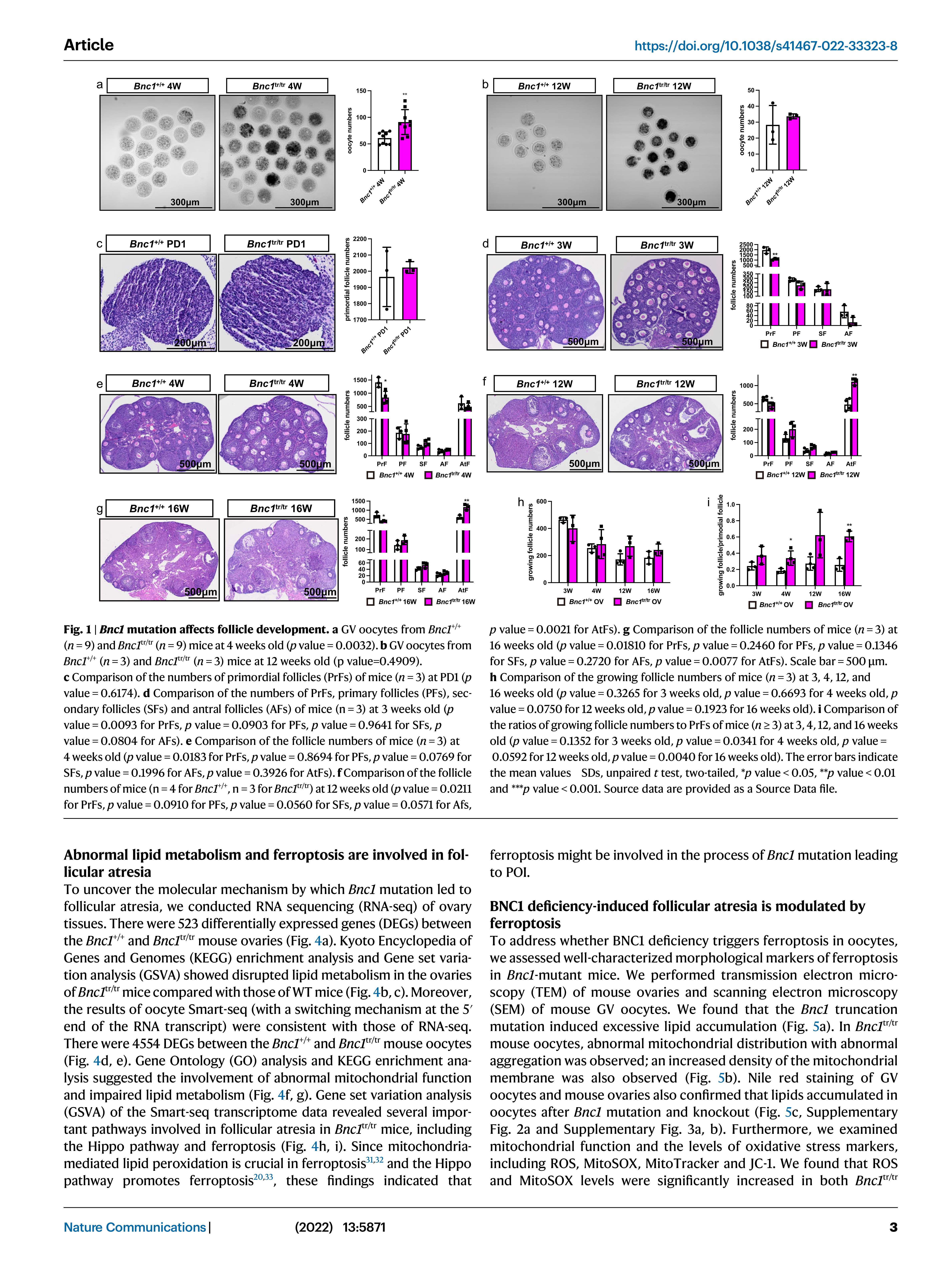 BNC1 NATURE COMMUNICATIONS_3.jpg