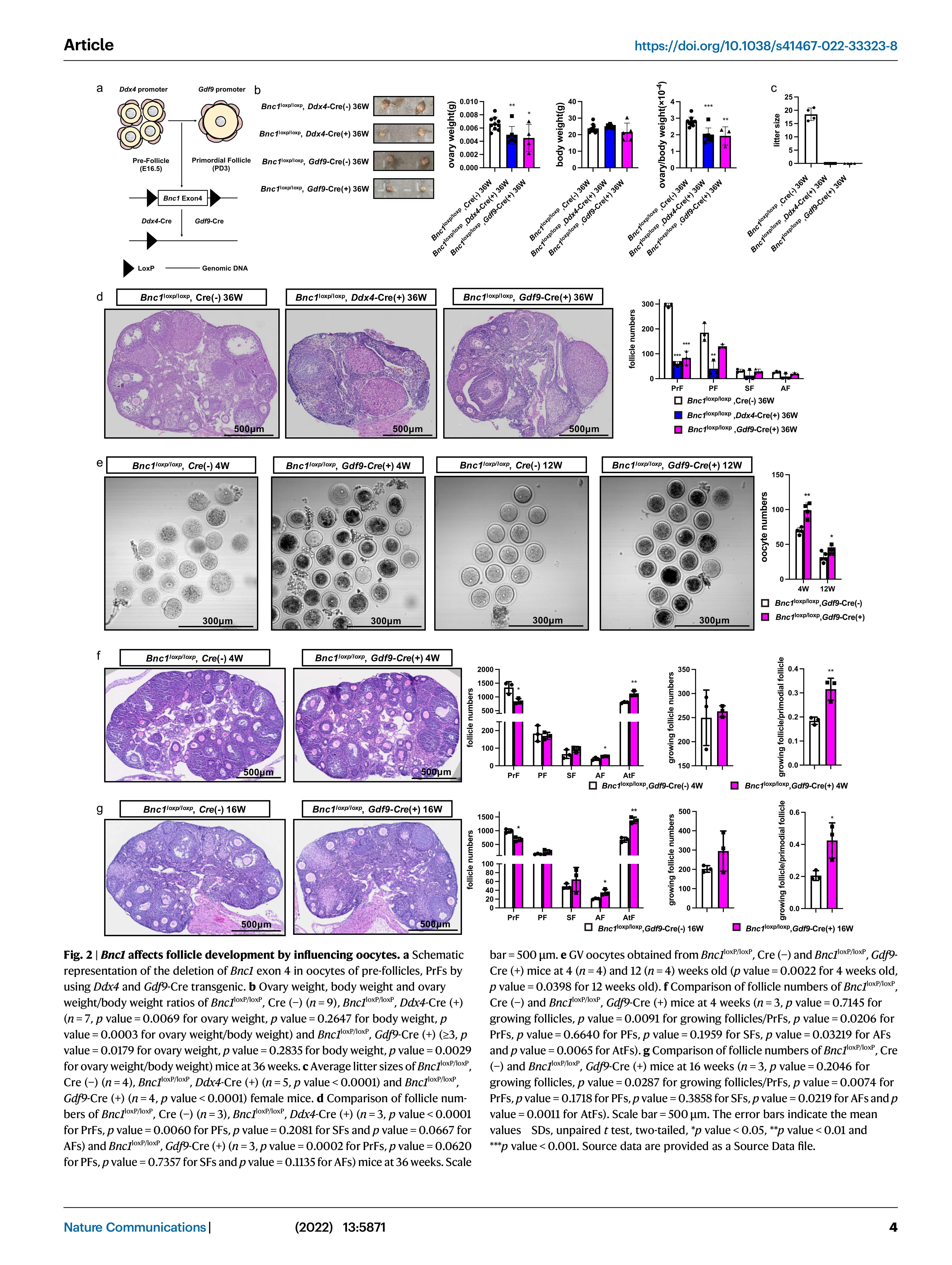 BNC1 NATURE COMMUNICATIONS_4.jpg