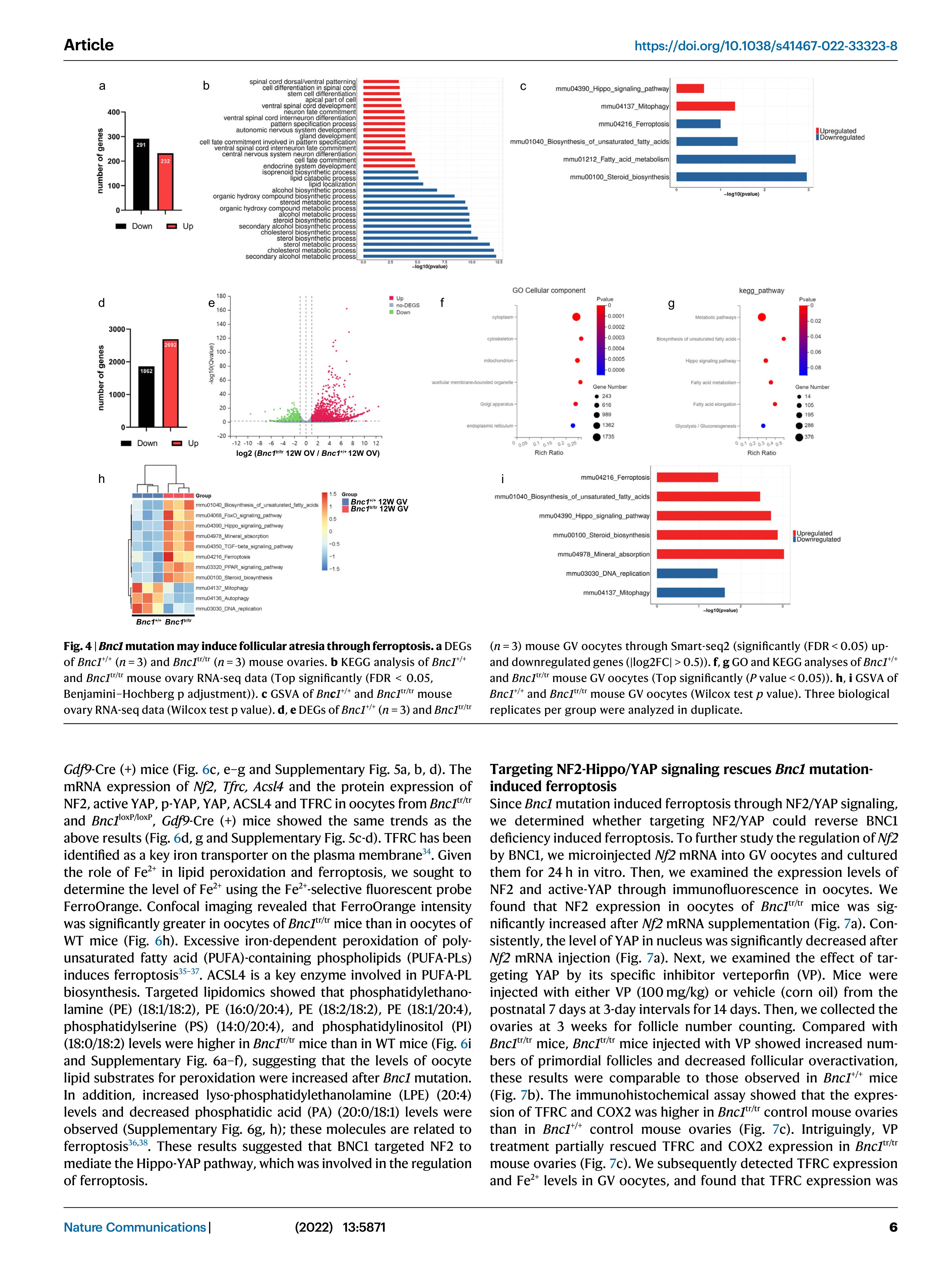 BNC1 NATURE COMMUNICATIONS_6.jpg