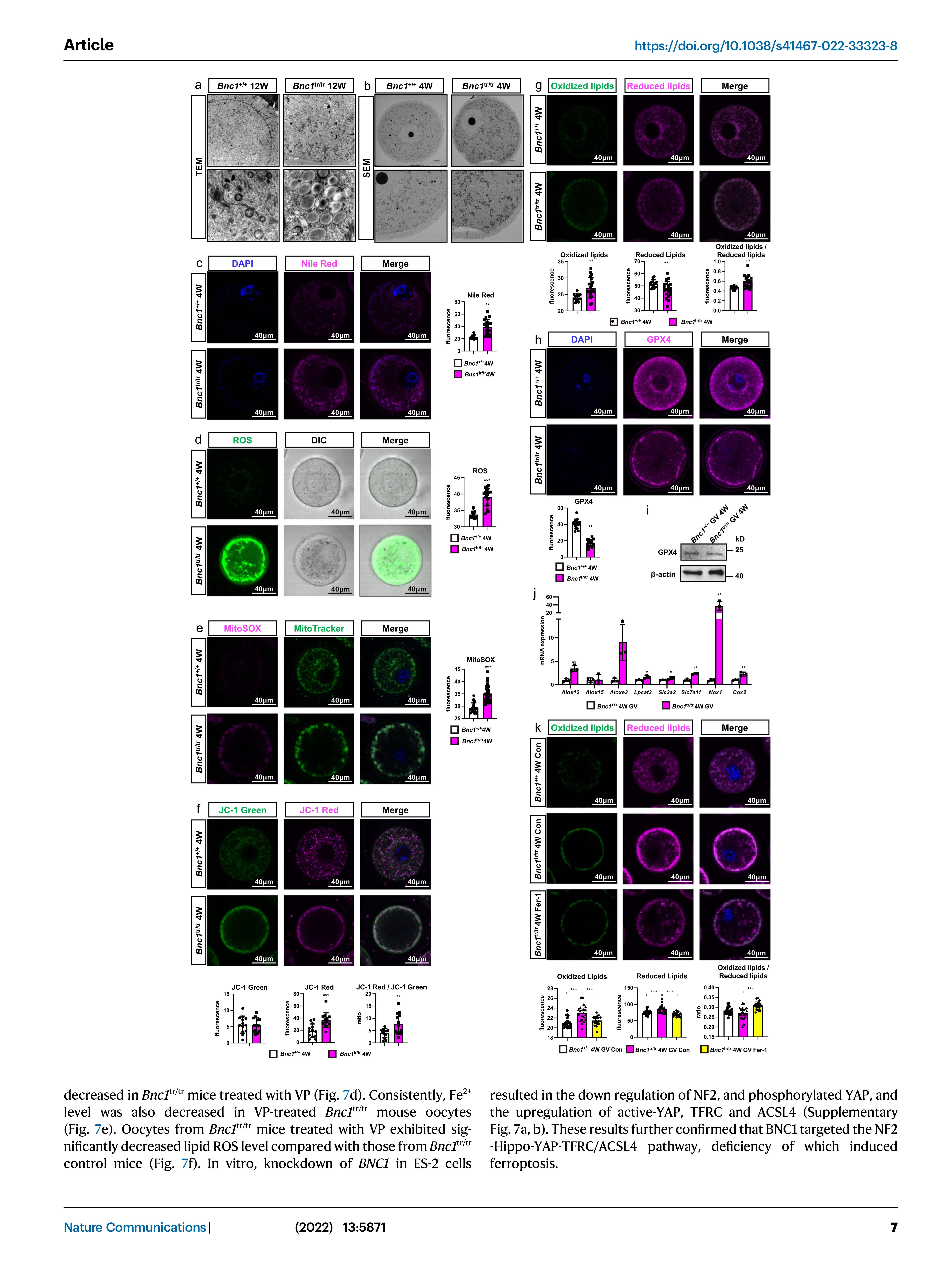 BNC1 NATURE COMMUNICATIONS_7.jpg