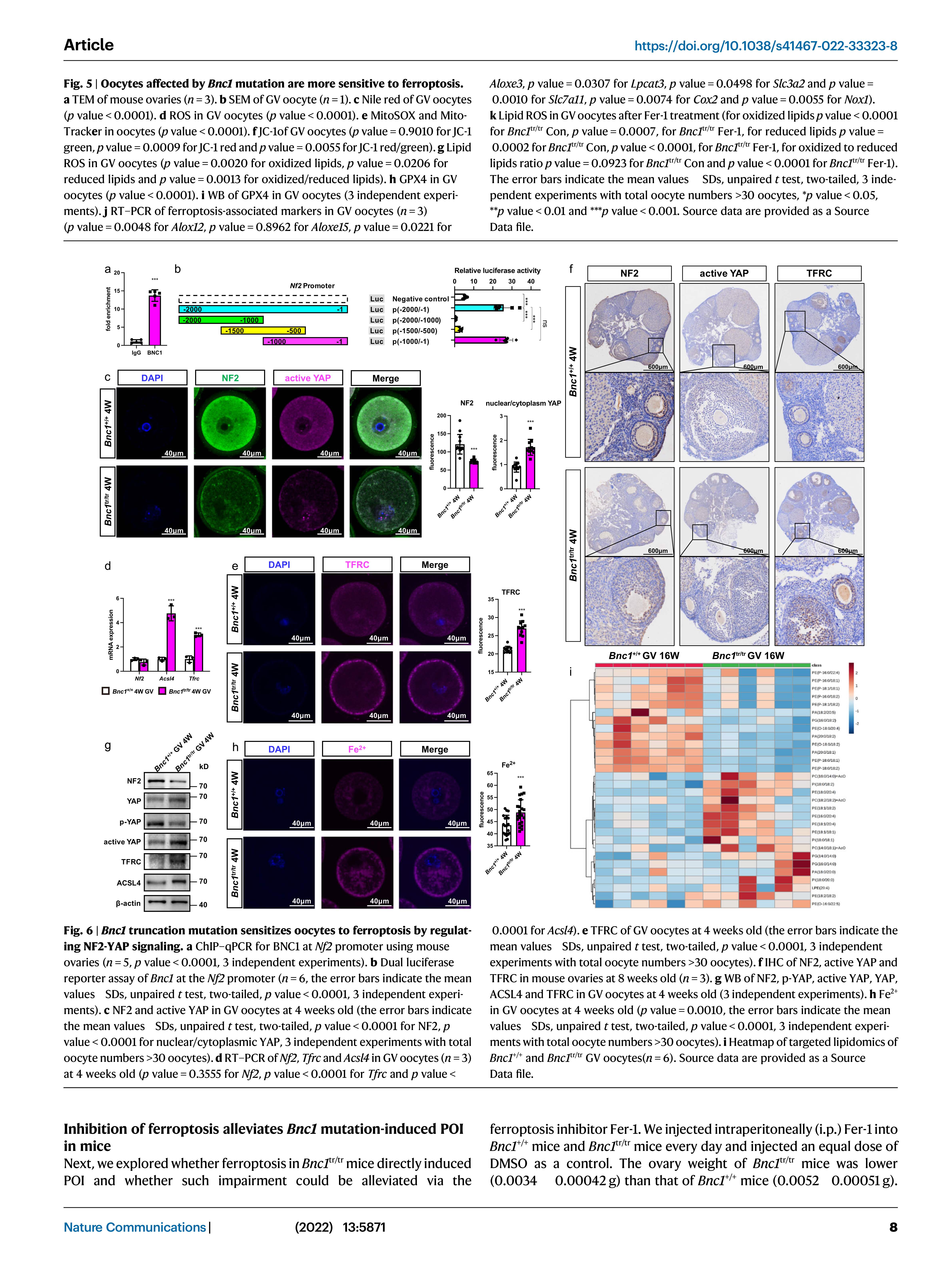 BNC1 NATURE COMMUNICATIONS_8.jpg