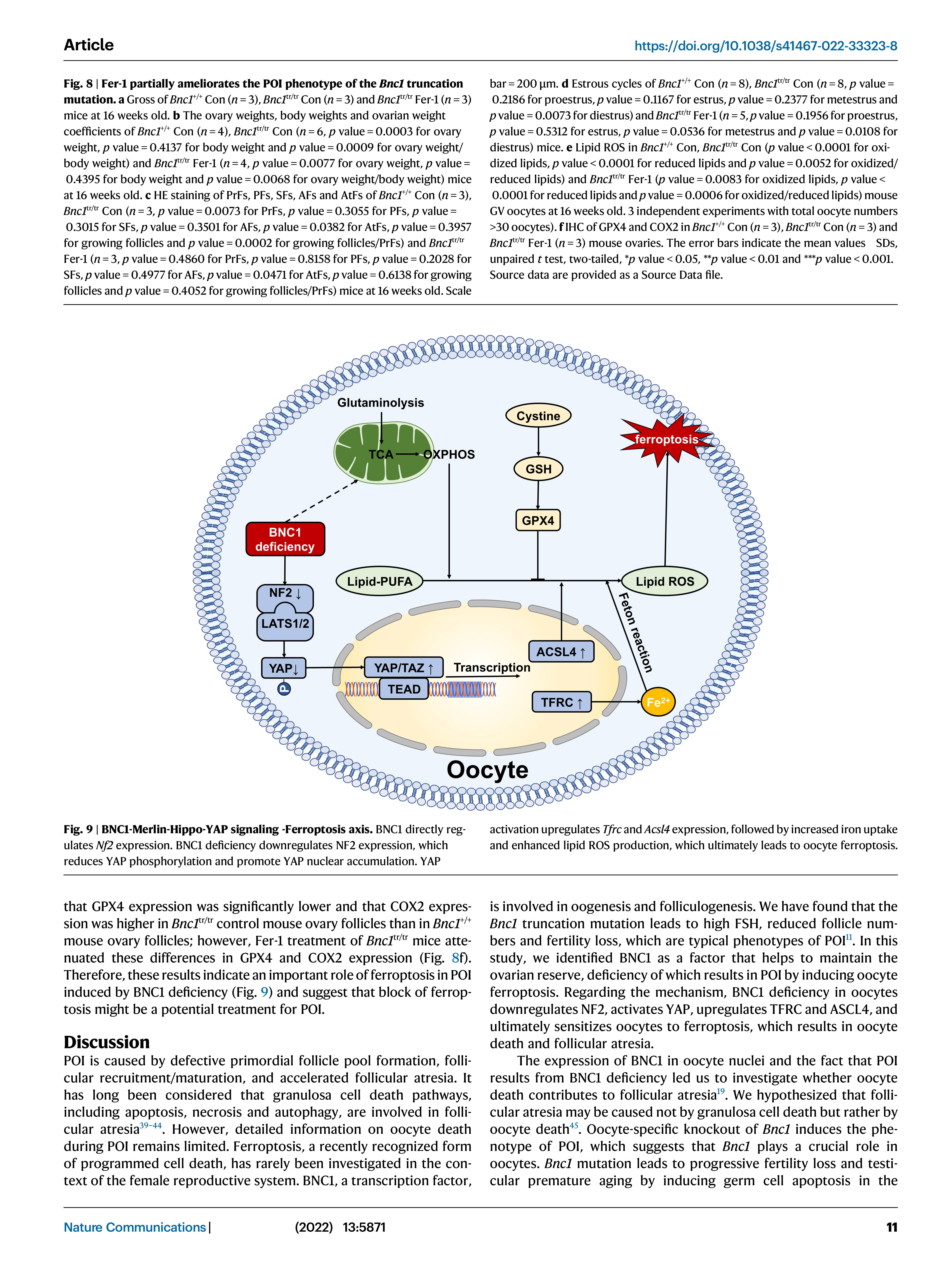 BNC1 NATURE COMMUNICATIONS_11.jpg